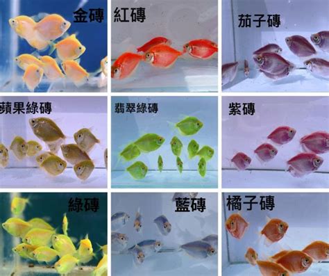 彩色磚魚|【磚魚好養嗎】磚魚好養嗎？入門新手魚的絕佳選擇，告訴你怎麼。